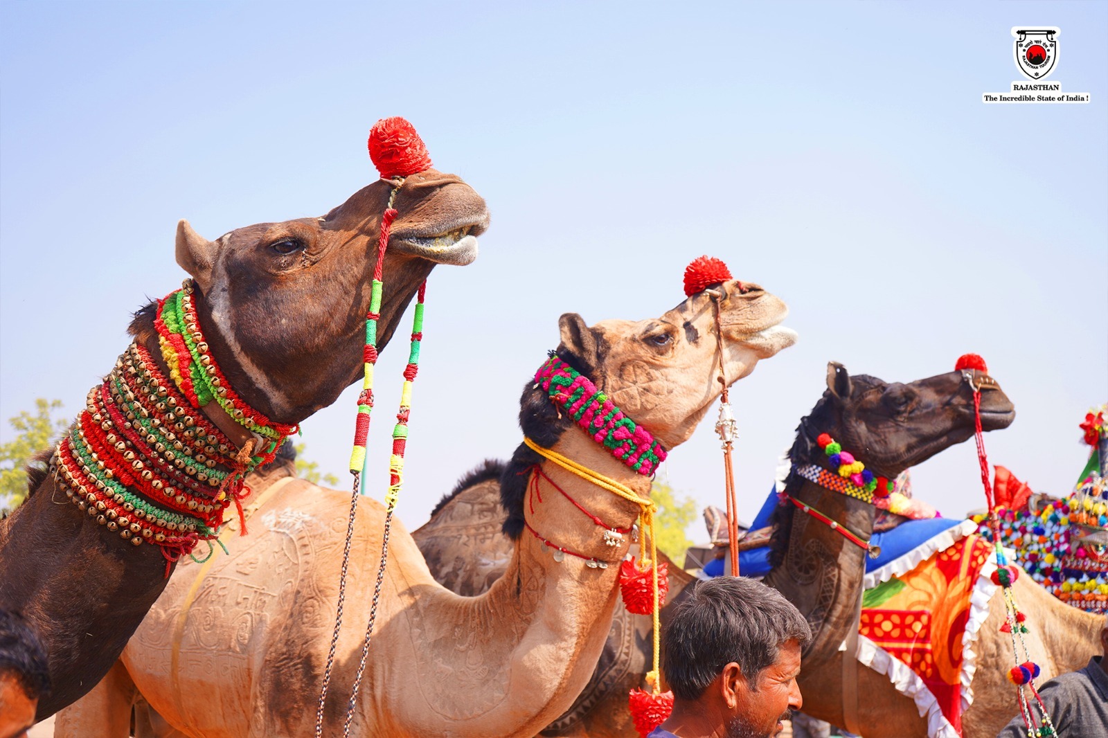 Cattle Fair of Rajasthan